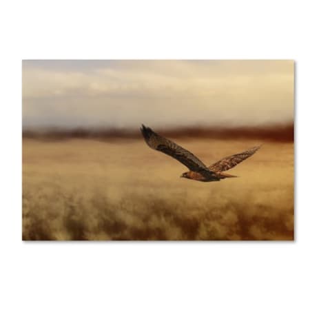 Jai Johnson 'Redtail In The Field' Canvas Art,12x19